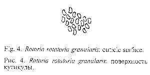 Iakovenko, N S (2000): Vestnik Zoologii, Supplement 14 